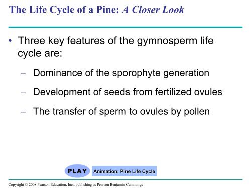 What human reproductive organ is functionally similar to this seed?