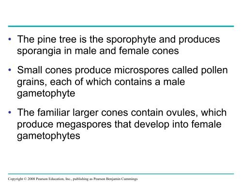 What human reproductive organ is functionally similar to this seed?