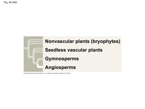 What human reproductive organ is functionally similar to this seed?