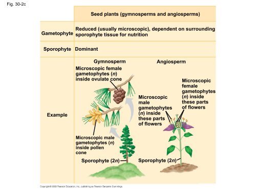 What human reproductive organ is functionally similar to this seed?