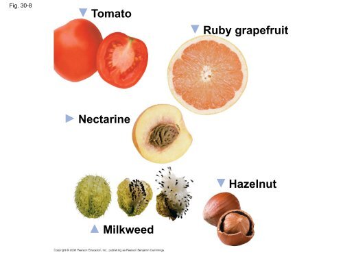 What human reproductive organ is functionally similar to this seed?