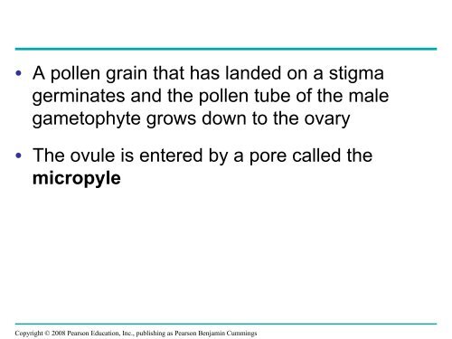 What human reproductive organ is functionally similar to this seed?