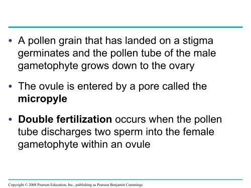 What human reproductive organ is functionally similar to this seed?