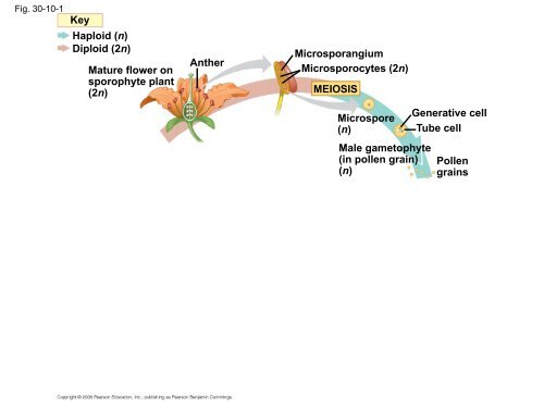 What human reproductive organ is functionally similar to this seed?