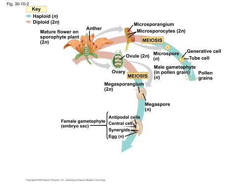 What human reproductive organ is functionally similar to this seed?