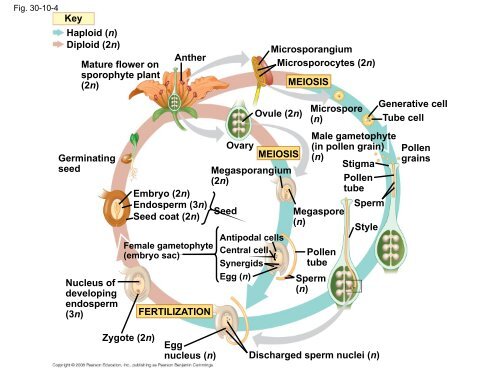 What human reproductive organ is functionally similar to this seed?