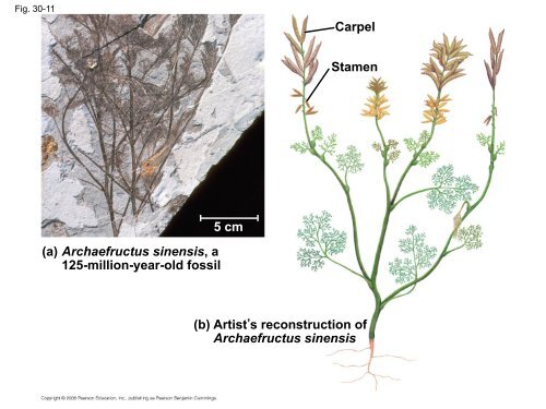 What human reproductive organ is functionally similar to this seed?