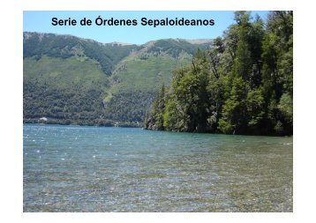 Serie de Órdenes Sepaloideanos