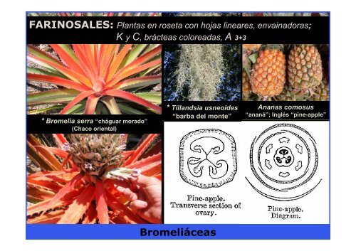 FLUVIALES Hidrocaritáceas * Hidrocaritáceas