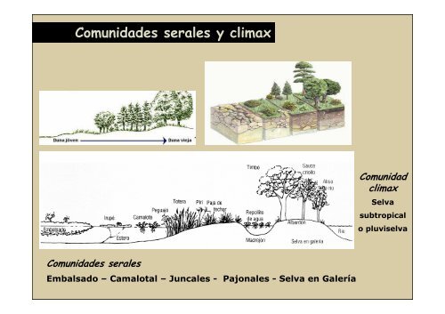 Fitogeografía