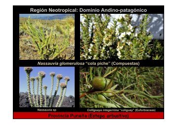 Región Neotropical Dominio Andino-patagónico