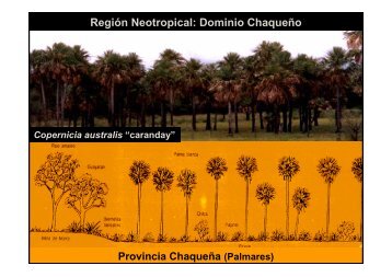 Región Neotropical Dominio Chaqueño Provincia Chaqueña