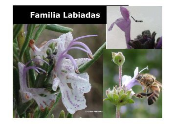 Familia Labiadas