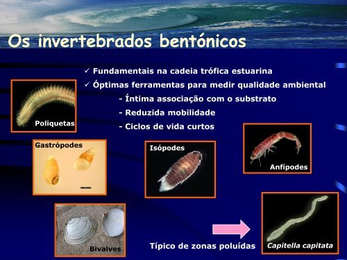 Os Sapais e a Biodiversidade