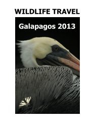 WILDLIFE TRAVEL Galapagos 2013