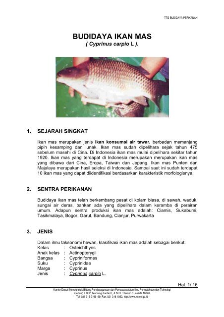 Jenis ikan konsumsi yang dibudidayakan di kolam