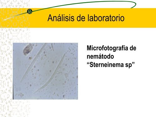 presentación tesis (Dermatobia hominis).pdf