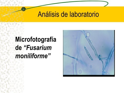 presentación tesis (Dermatobia hominis).pdf