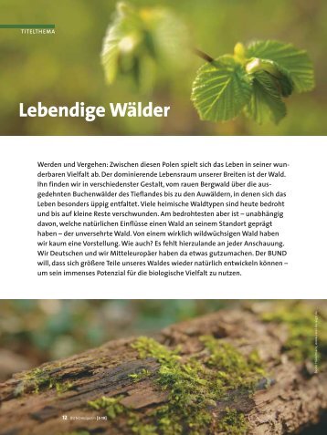 Lebendige Wälder - BUND für Umwelt und Naturschutz Deutschland