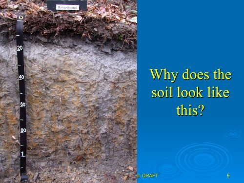 Soil Morphology and Chemistry