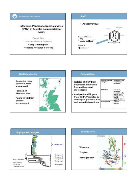 Infectious Pancreatic Necrosis Virus (IPNV) in Atlantic Salmon (Salmo salar)