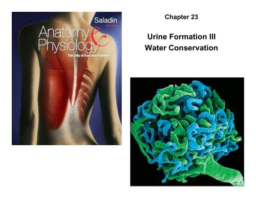 Urine Formation III Water Conservation