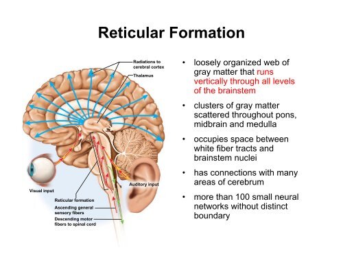 The Brain Stem