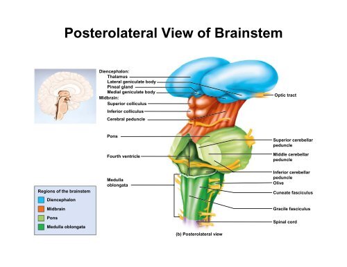 The Brain Stem