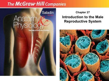 Introduction to the Male Reproductive System