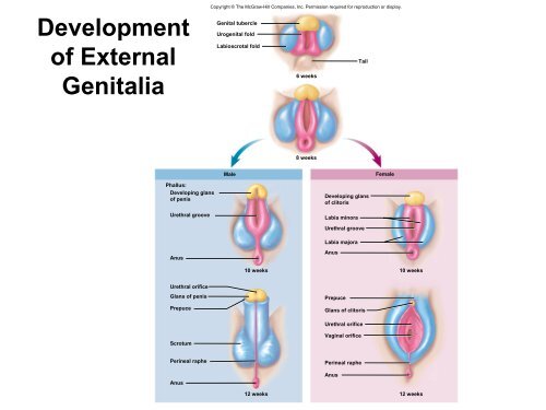 Introduction to the Male Reproductive System