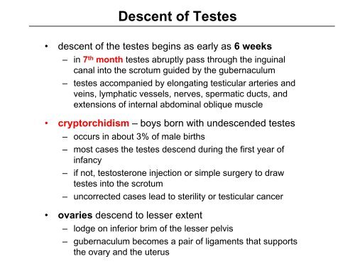 Introduction to the Male Reproductive System