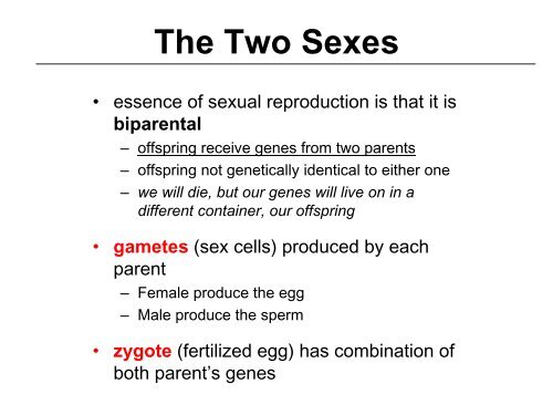 Introduction to the Male Reproductive System