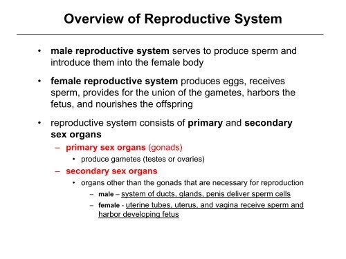 Introduction to the Male Reproductive System