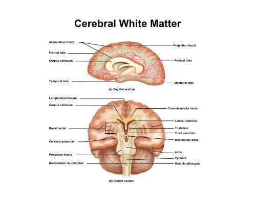 The Cerebral Cortex