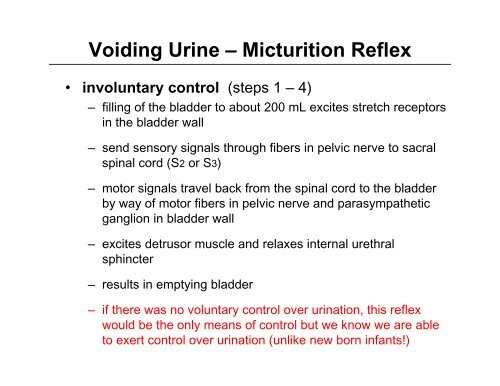 Ureter & Urinary Bladder