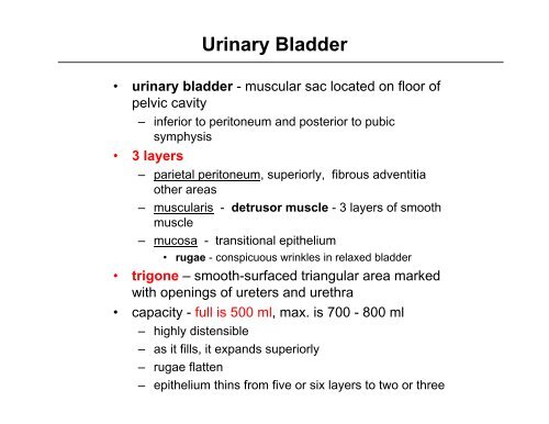 Ureter & Urinary Bladder