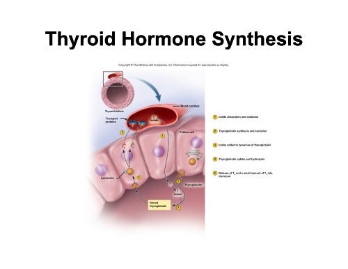 An Introduction to the Endocrine System