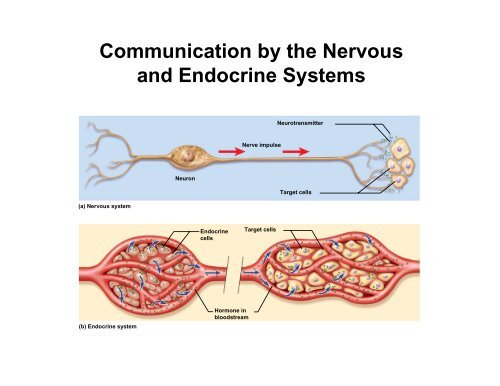 An Introduction to the Endocrine System