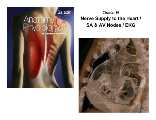 Nerve Supply to the Heart / SA & AV Nodes / EKG
