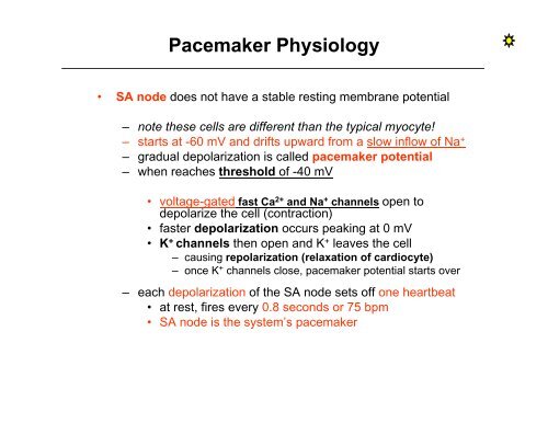 Nerve Supply to the Heart / SA & AV Nodes / EKG