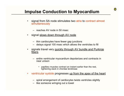 Nerve Supply to the Heart / SA & AV Nodes / EKG