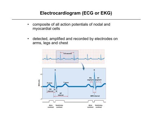 Nerve Supply to the Heart / SA & AV Nodes / EKG