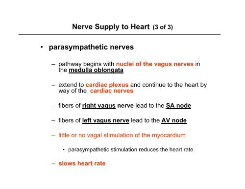 Nerve Supply to the Heart / SA & AV Nodes / EKG