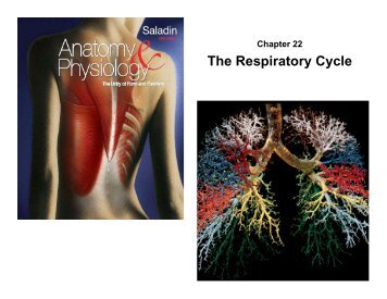 The Respiratory Cycle