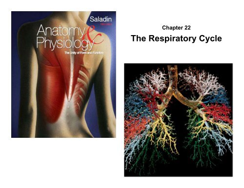 The Respiratory Cycle