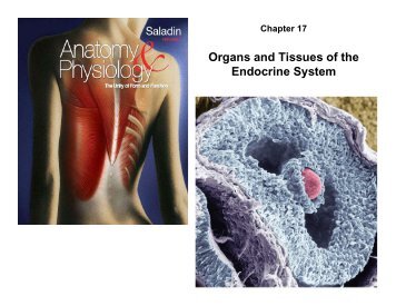 Organs and Tissues of the Endocrine System