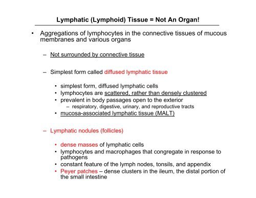 Lymphatic Cells & Lymphatic Tissue
