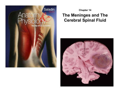 The Meninges and The Cerebral Spinal Fluid