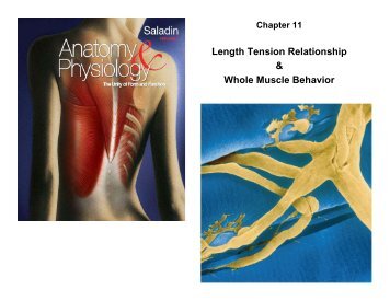 Length Tension Relationship & Whole Muscle Behavior