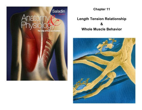 Length Tension Relationship & Whole Muscle Behavior